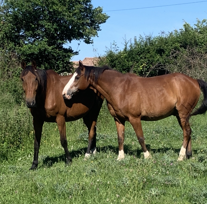 RANCH DE CACHAREL COURS DEQUITATION LAIGUILLON SUR MER Centre Equestre A LAiguillon Sur Mer