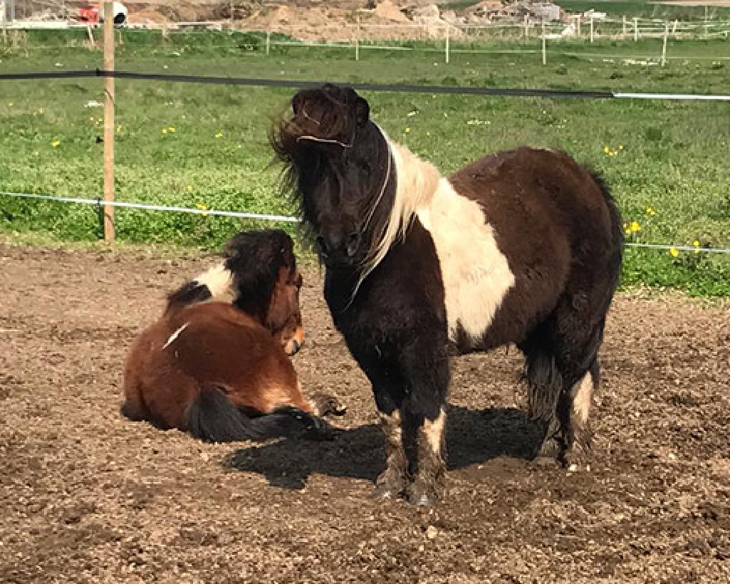 RANCH DE CACHAREL COURS DEQUITATION LAIGUILLON SUR MER Img 14