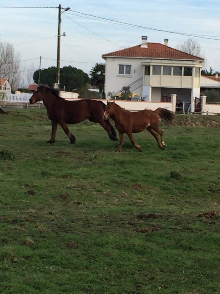 RANCH DE CACHAREL COURS DEQUITATION LAIGUILLON SUR MER Img 6