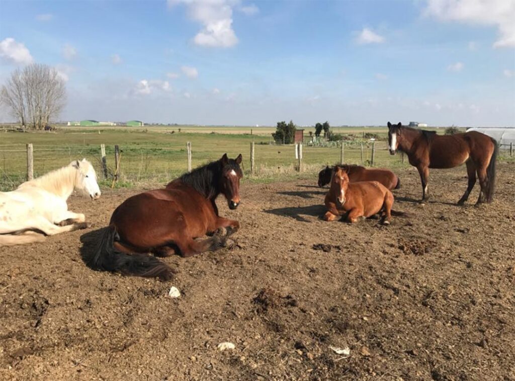 RANCH DE CACHAREL COURS DEQUITATION LAIGUILLON SUR MER Img 9