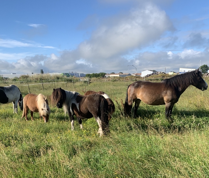 RANCH DE CACHAREL COURS DEQUITATION LAIGUILLON SUR MER Prendre Soin De Vos Chevaux Et De Vos Poneys