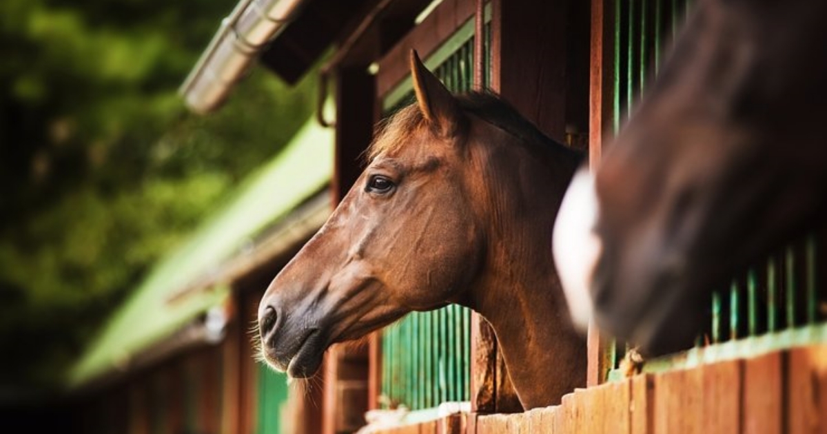 La Seconde Vie des Chevaux du Ranch