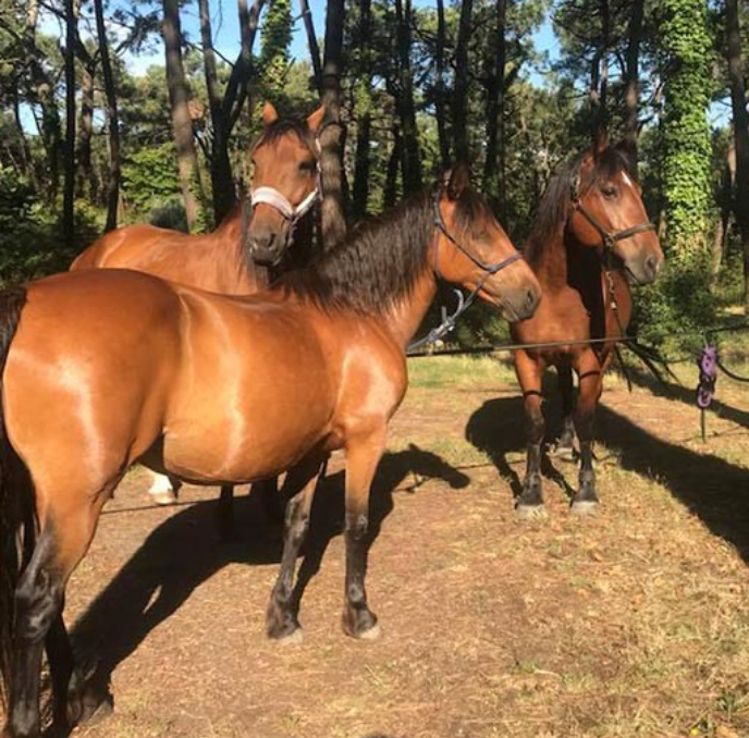 RANCH DE CACHAREL COURS DEQUITATION LAIGUILLON SUR MER H1 Acceuil