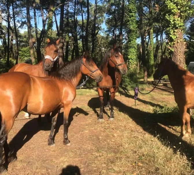 RANCH DE CACHAREL COURS DEQUITATION LAIGUILLON SUR MER H1 Tarifs